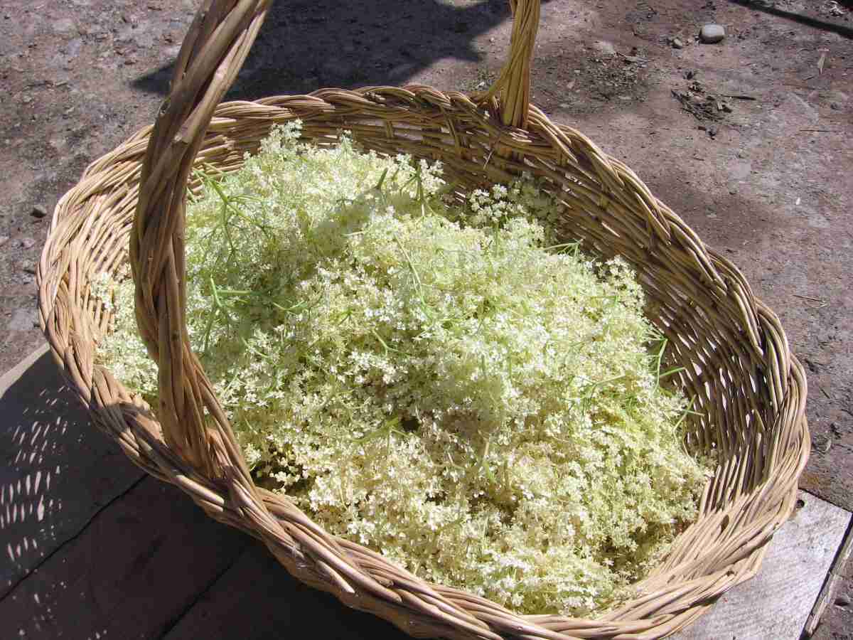Amla Extract